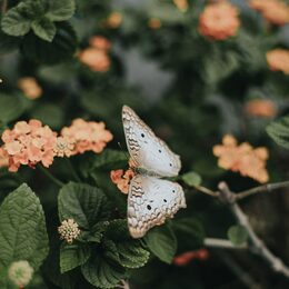 Обои с бабочкой, цветами, листьей - скачать