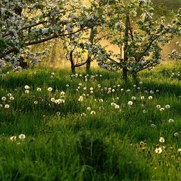 Обои с травой, деревьей, природой, одуванчиками, весной, цветеними - скачать
