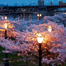 Обои с рекой, городой, ночью, фонари, весной, городом, мостами, цветутом, вечером, парком, деревьей, огни, цветом - скачать