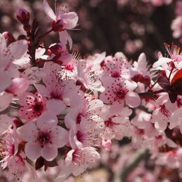 Обои с цветами, цветеними, весной, розовым - скачать