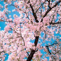 Обои с сакурой, розовым, цветами, деревом, весной, ветками - скачать