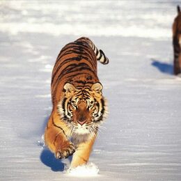 Обои с зимой, тиграми, серыми, животными - скачать