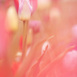 Обои с тюльпаном, весной, цветами, растеними, цветоком, розовым - скачать