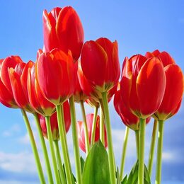 Обои с цветами, красными, весной, тюльпанами, небо, букетом - скачать