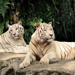 Обои с хищниками, тиграми, альбиносом, лежатью, деревьей, животными - скачать