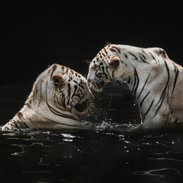 Обои с животными, большими кошками, водой, белыми тиграми, тиграми - скачать