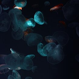 Обои с подводным миром, щупальцой, черным, темными, медузами - скачать