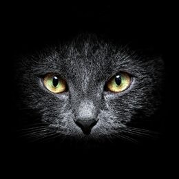 Обои с темными, мордой, котом, черным фоном, взглядом - скачать