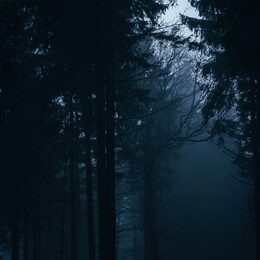 Обои с деревьей, темным, лесом, мраком, темными, туманом - скачать