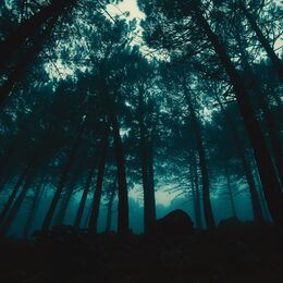 Обои с вечером, темными, деревьей, лесом, туманом - скачать