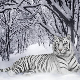 Обои с серыми, тиграми, зимой, животными, снегом - скачать