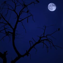 Обои с луной, птицами, деревом, темными, темным, ночью - скачать