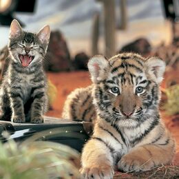 Обои с животными, оранжевыми, тиграми - скачать