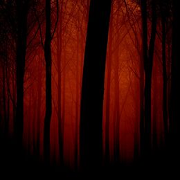 Обои с светом, вечером, туманом, очертанией, красным, темными, деревьей - скачать