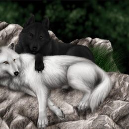 Обои с волками, любовь, животными, волком - скачать