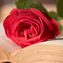 Обои с любовь, розой, романтическим, цветоком, книгой, настроеними, сделано человекомом - скачать
