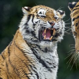 Обои с хищником, оскалом, агрессией, тигром - скачать