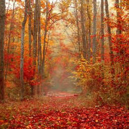 Обои с осенью, листвой, природой, лесом - скачать