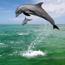 Обои с дельфинами, животными, водой - скачать
