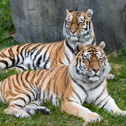 Обои с тигром, хищником, большой кошкой, животными, тиграми - скачать