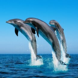 Обои с животными, синими, дельфинами, водой - скачать