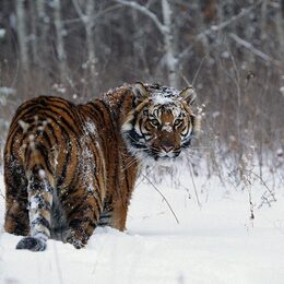 Обои с серыми, животными, снегом, зимой, тиграми - скачать