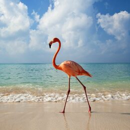 Обои с животными, фламинго, море, берегом, птицой - скачать