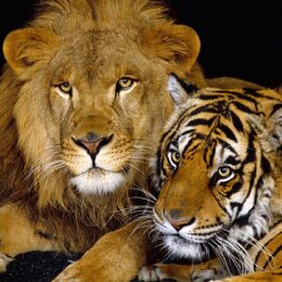 Обои с тиграми, животными, львами - скачать