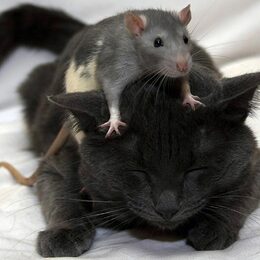 Обои с мыши, котики), черными, кошками (котами, животными - скачать