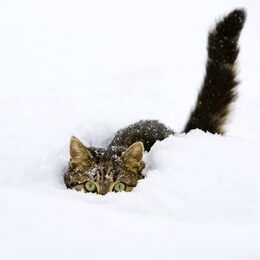 Обои с белыми, котики), снегом, кошками (котами, животными, зимой - скачать
