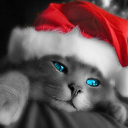Обои с новым годом (new year), рождество (christmas, кошками (котами, праздниками, xmas), котики), серыми, животными - скачать
