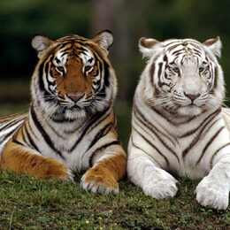 Обои с животными, тиграми - скачать